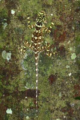 Collared Tree Runner, Plica plica (Tropiduridae)