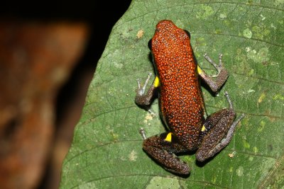 Ecuador Poison Frog, Ameerega bilinguis (Dendrobatidae)