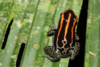 Reticulated Poison Frog, Ranitomeya ventrimaculata (Dendrobatidae)