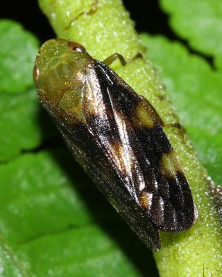 Spittlebug (Cercopidae)