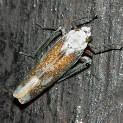 Leafhopper, Onega krameri (Cicadellidae)