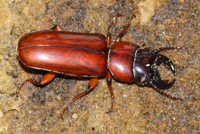 Longhorn Beetle, Hesperandra glabra (Cerambycidae: Parandrinae)
