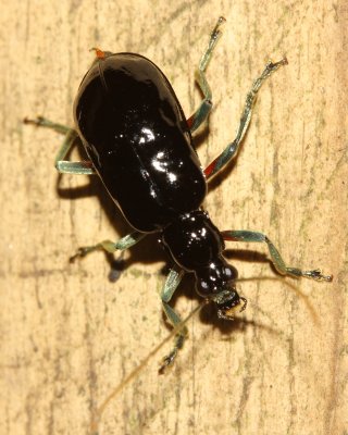 Leaf Beetle (Chrysomelidae)
