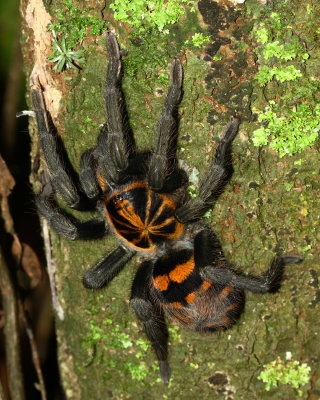 Bird Spider, Hapalopus cf. (Theraphosidae: Theraphosinae)