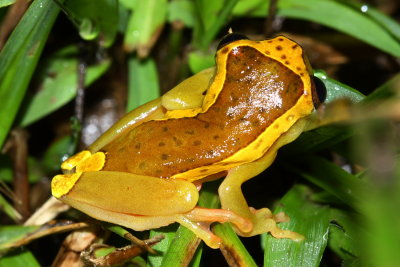 Upper Amazon Tree Frog, Dendropsophus bifurcus (Hylidae)