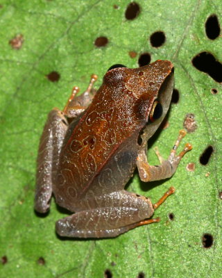 Pristimantis conspicillatus (Strabomantidae)