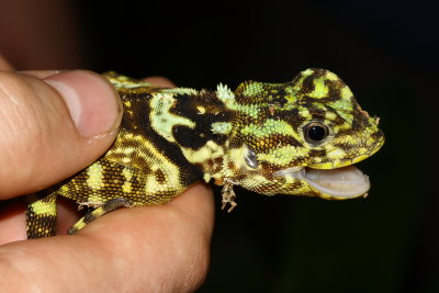 Collared Tree Runner, Plica plica (Tropiduridae)