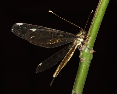 Owlfly, Haploglenius decorus (Ascalaphidae)