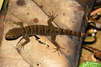Trinidad Gecko, Gonatodes humeralis (Sphaerodactylidae)