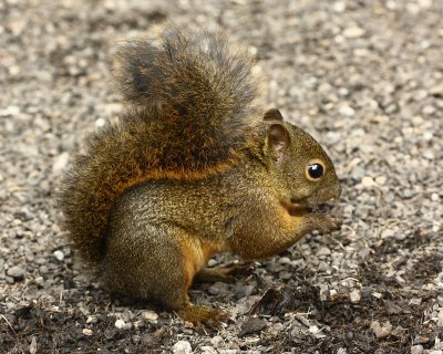 Red-tailed Squirrel (Sciurus granatensis)