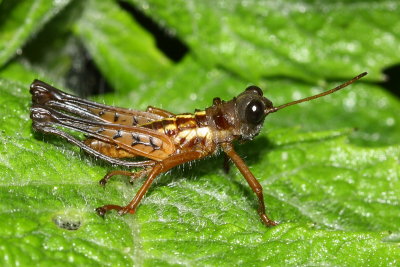 Grasshopper, Loepacris diaphana (Acrididae)