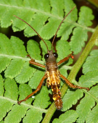 Grasshopper, Loepacris diaphana (Acrididae)