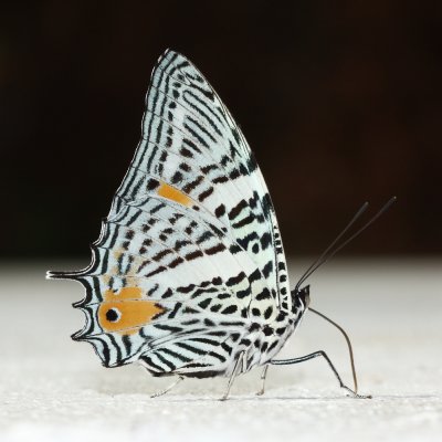 Amazon Beauty, Baeotus aeilus (Nymphalinae)