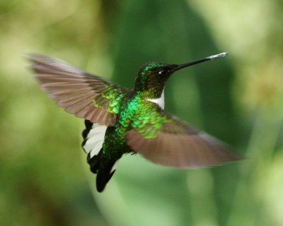 Hummingbirds of Bellavista