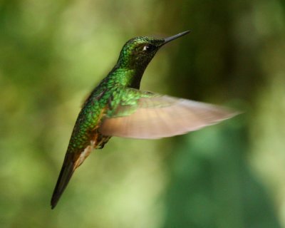 Buffed-tailed Coronet