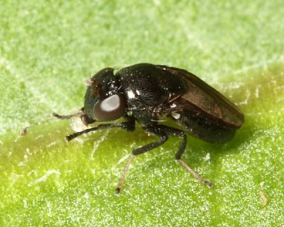 Discomyza incurva