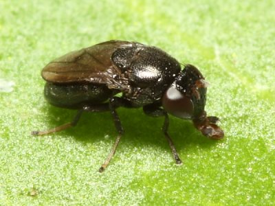 Discomyza incurva