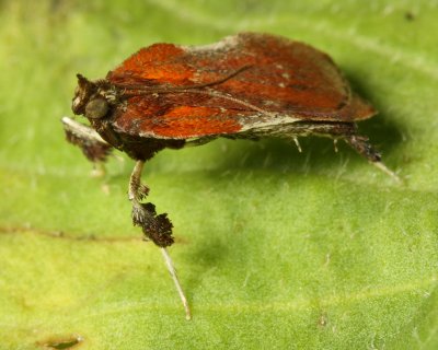 Family Pyralidae - Snout Moths