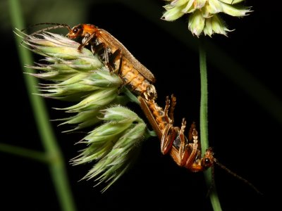 Cantharis rufa