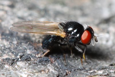 Lance Fly, family Lonchaeidae