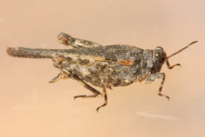 Hooded Grouse Locust (Paratettix cucullatus)