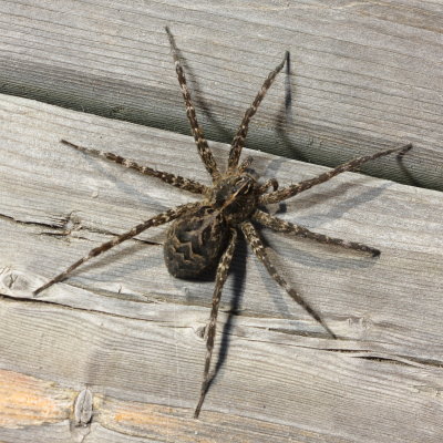 Dock Spider (Dolomedes tenebrosus)
