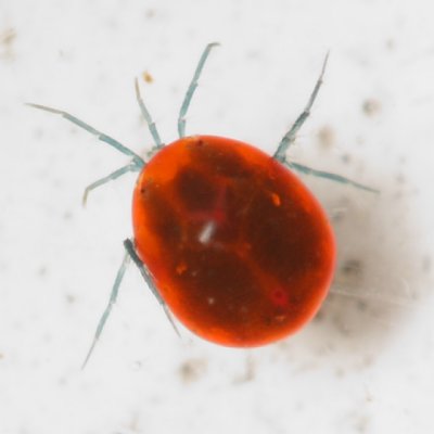Subclass Acari - Mites and Ticks