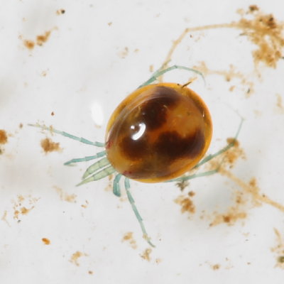 Limnesia sp.