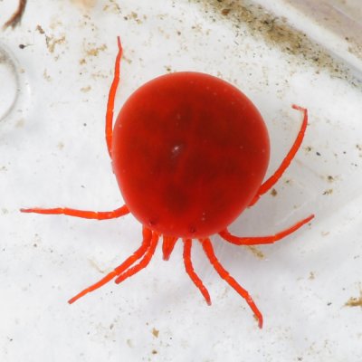 Family Hydrachnidae
