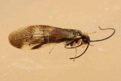 Spongillafly (Climacia areolaris), family Sisyridae