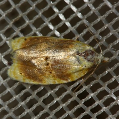 Oak Leaftier, Hodges#3503 Acleris semipurpurana