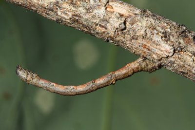 Plagodis sp. caterpillar