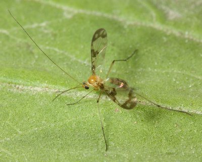 Family Keroplatidae - Predatory Fungus Gnats