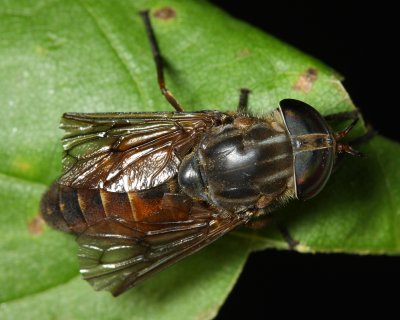 Hybomitra trepida