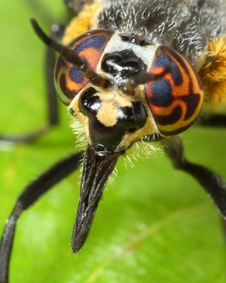 Chrysops cincticornis