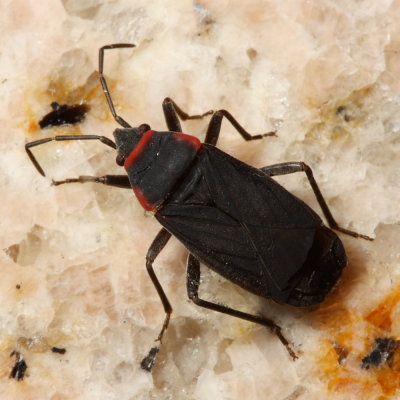 Melacoryphus rubicollis (Lygaeidae)