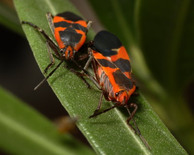 Large Milkweed Bug, Oncopeltus fasciatus (Lygaeidae)