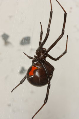 Western Black Widow Spider, Latrodectus hesperus (Theridiidae)