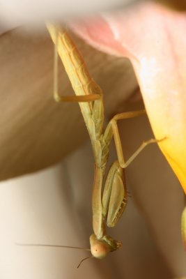 Praying Mantis, Mantis religiosa* (Mantidae)