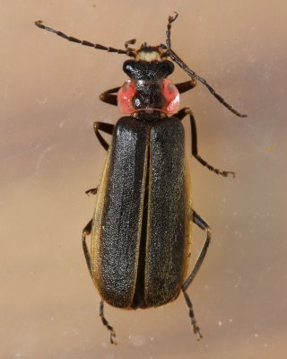 Podabrus brevicollis