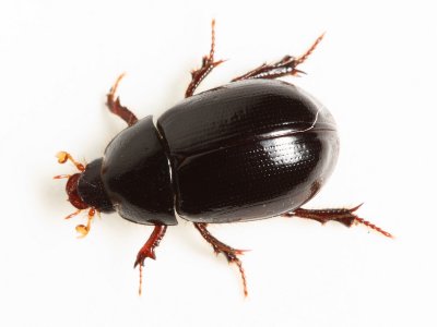 Scavenger Scarab Beetle, Hybosorus illigeri* (Hybosoridae)