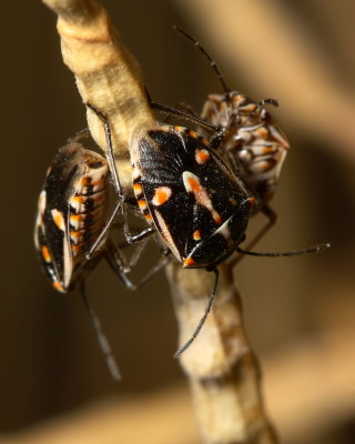 Bagrada Bugs, Bagrada hilaris* (Pentatomidae)