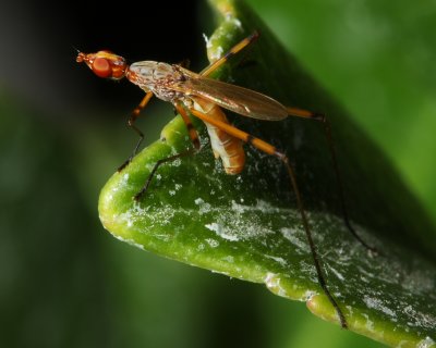 Stilt-legged Fly, Micropeza stigmatica (Micropezidae)