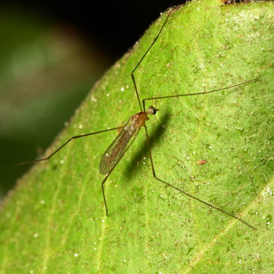 Crane Fly, Limonia sp. (Tipulidae: Limoniinae)