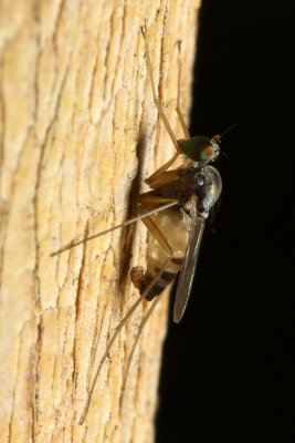 Long-legged Fly (Dolichopodidae)