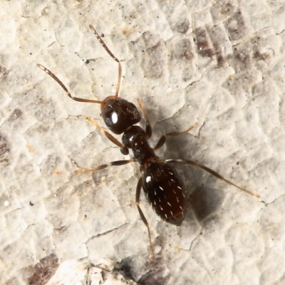 Rover Ant, Brachymyrmex patagonicus* (Formicidae)