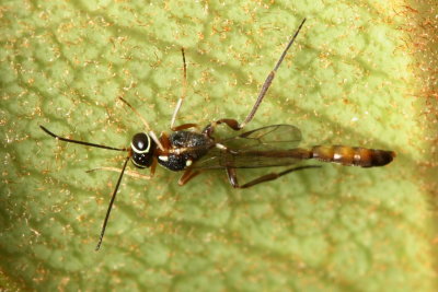 Ichneumon Wasp, Anomalon sp. (Ichneumonidae)
