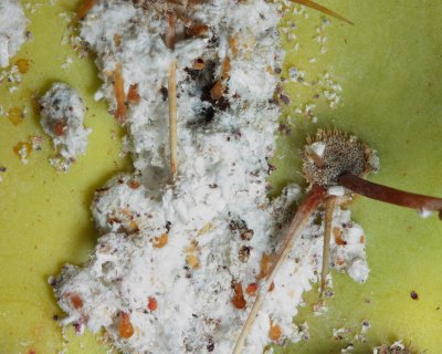 Cochineal Bugs, Dactylopius confusus (Dactylopiidae)