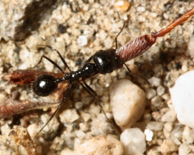 Seed-harvester Ant, Messor pergandi (Formicidae)