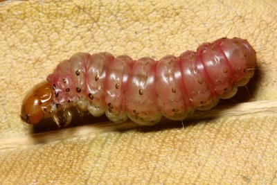 Palm Flower Moth, Litoprosopus coachella (Erebidae)